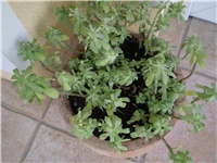 81d1e09b-Picture 3900.jpg
